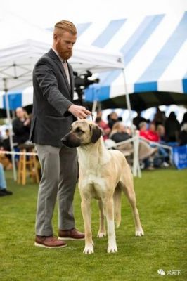AKC的犬种分组是怎么分的？求大神帮助？威比特