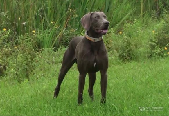 AKC的犬种分组是怎么分的?求大神帮助?威比特-图2 AKC的犬种分组是怎么分的?求大神帮助?威比特-图2
