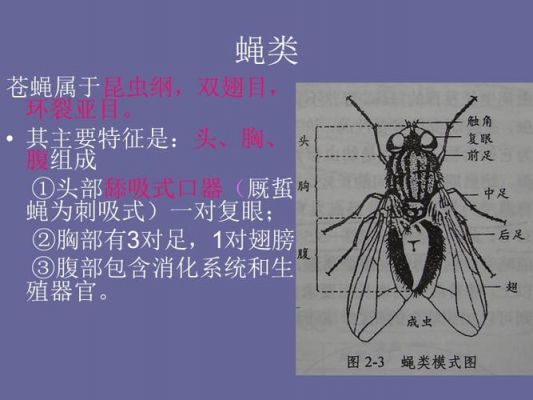 苍蝇的诀窍故事主要内容?飞瑞斯-图2 苍蝇的诀窍故事主要内容?飞瑞斯-图2