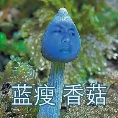什么蓝瘦香菇最好?蓝廋香菇-图1 什么蓝瘦香菇最好?蓝廋香菇-图1