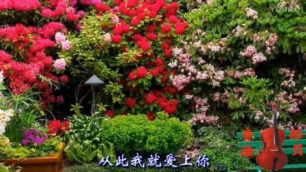 亲爱的你慢些走是哪首歌?亲爱的你慢慢飞小心前面带刺的玫瑰-图2 亲爱的你慢些走是哪首歌?亲爱的你慢慢飞小心前面带刺的玫瑰-图2