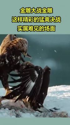 猛雕和金雕谁厉害？战雕