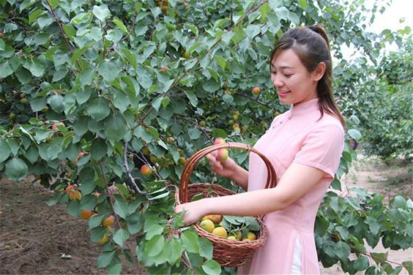 巨鹿红杏节举办时间?红杏直播app-图1 巨鹿红杏节举办时间?红杏直播app-图1