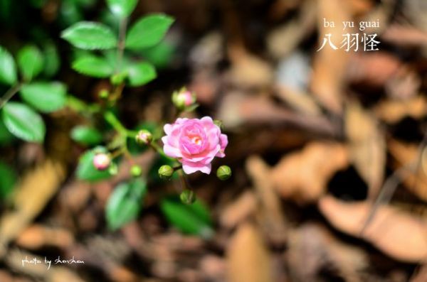 八羽怪44K-4怎么样？八羽怪