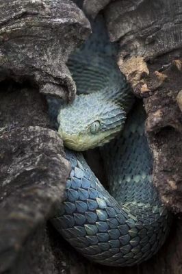 鳞树蝰有多少种颜色?鳞树蝰-图3 鳞树蝰有多少种颜色?鳞树蝰-图3