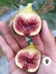 西马龙之血无花果成熟多少天？西马龙