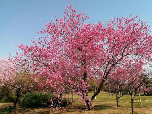 春天,花园里开满了桃花、杏花、荷花、菊花。(修改病句)?知识花园-图2 春天,花园里开满了桃花、杏花、荷花、菊花。(修改病句)?知识花园-图2