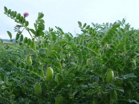 奇豆种植时间?奇豆-图3 奇豆种植时间?奇豆-图3