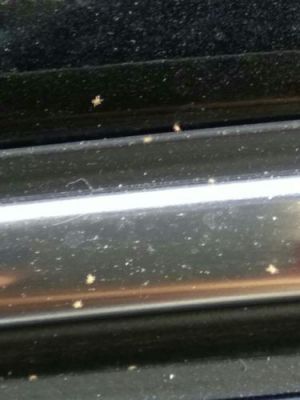 什么叫车虫？车虫