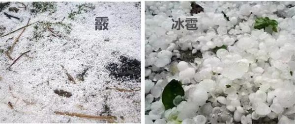 冬天下大雪之前下的小冰粒叫什么？雪籽