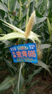 登海605玉米株高多少米？g605