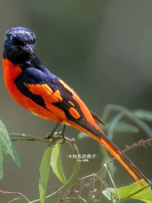 红山椒鸟吃什么好？peric