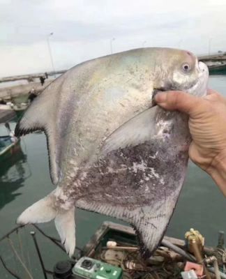 斗鲳鱼与白鲳鱼区别?brach-图2 斗鲳鱼与白鲳鱼区别?brach-图2