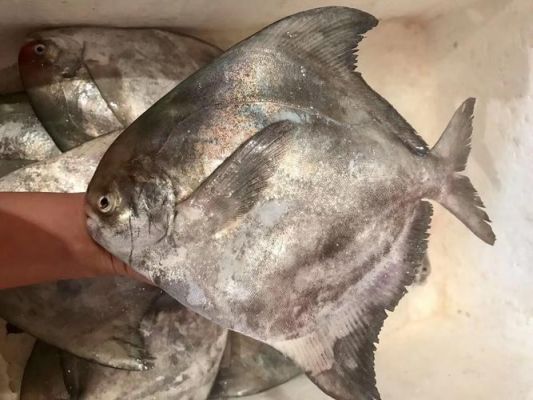 斗鲳鱼与白鲳鱼区别?brach-图3 斗鲳鱼与白鲳鱼区别?brach-图3
