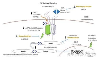 关于FOP传输的信息
