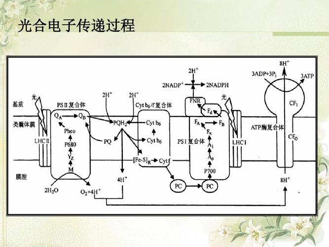 电子传输和电子注入（什么是电子传递）