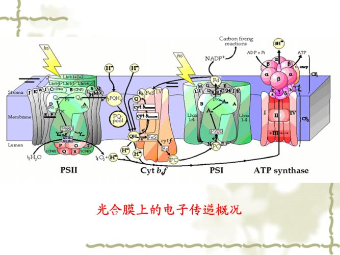 电子传输和电子注入(什么是电子传递)-图2 电子传输和电子注入(什么是电子传递)-图2