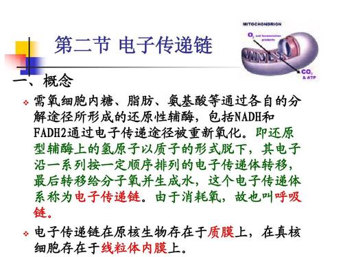 电子传输是什么（电子传输是什么意思）