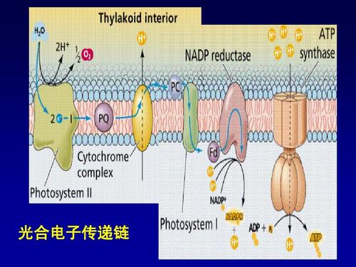 环形电子传输材料(环式电子传递对植物光合作用的意义)-图2 环形电子传输材料(环式电子传递对植物光合作用的意义)-图2
