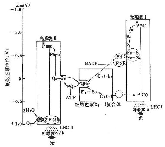 环形电子传输材料(环式电子传递对植物光合作用的意义)-图3 环形电子传输材料(环式电子传递对植物光合作用的意义)-图3