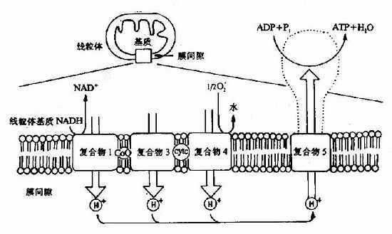 电子传输的原因(电子传输机理)-图2 电子传输的原因(电子传输机理)-图2