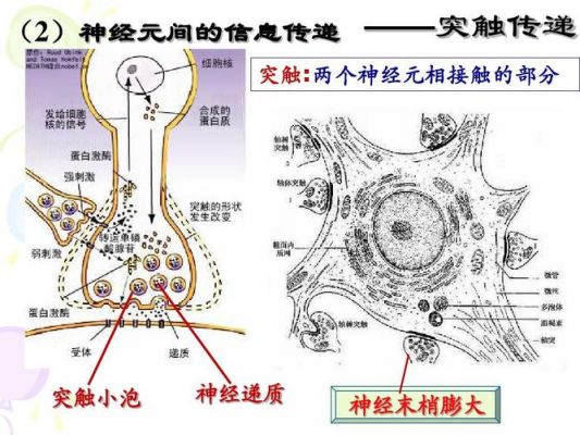 神经元传输速度（神经元传递信息的机理是什么）