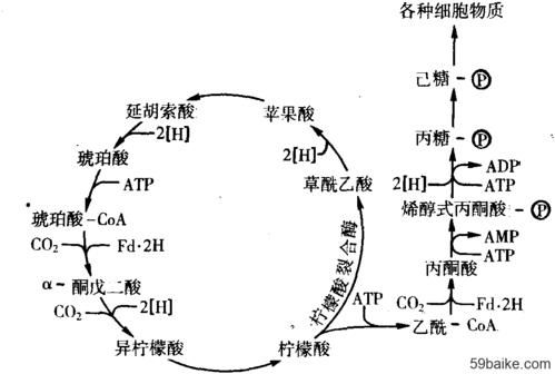 逆向传输y分支波导(逆向传导的意义)-图2 逆向传输y分支波导(逆向传导的意义)-图2