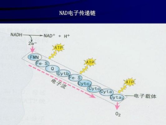 电子传输的速度(电子传输的速度是多少)-图2 电子传输的速度(电子传输的速度是多少)-图2