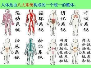 人体传输系统(人体传输系统有哪些)-图2 人体传输系统(人体传输系统有哪些)-图2
