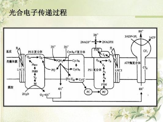 电子传输速率(电子传递的速度)-图3 电子传输速率(电子传递的速度)-图3