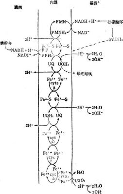 电子传输机理(电子传输机理有哪些)-图2 电子传输机理(电子传输机理有哪些)-图2