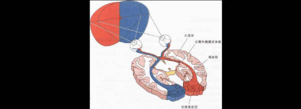 视觉传输顺序(视觉传输顺序有哪些)-图1 视觉传输顺序(视觉传输顺序有哪些)-图1