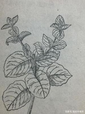 幼儿园画香囊的香料有哪些？薄荷怎么画